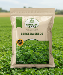 Berseem Seeds